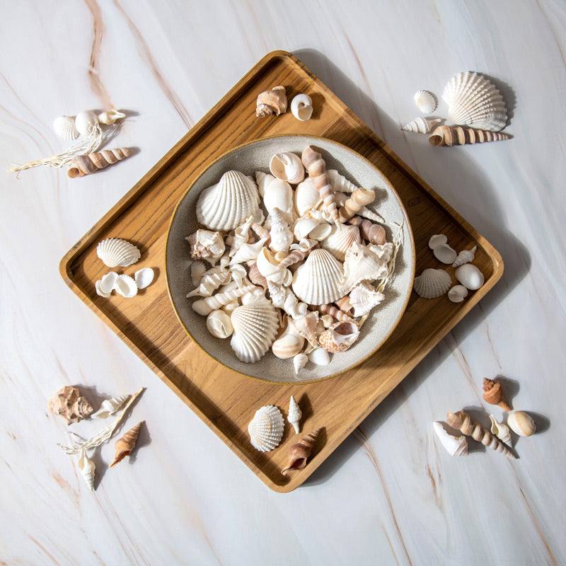 Decorative Sea Shells - Brown & White - Image 2