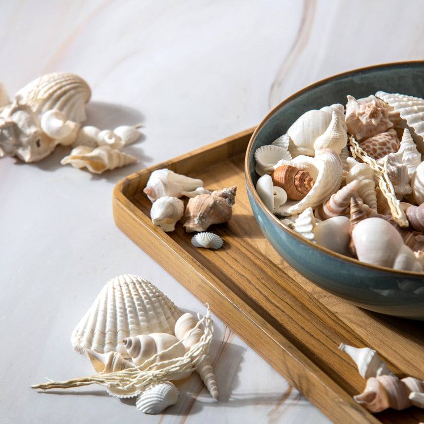 Decorative Sea Shells - Brown & White - Image 3
