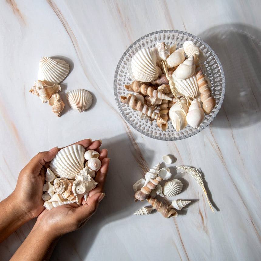Decorative Sea Shells - Brown & White - Image 4
