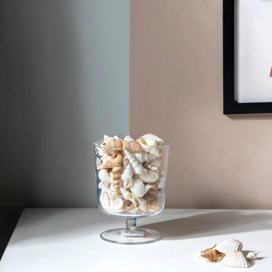 Decorative Sea Shells - Brown & White - Image 5