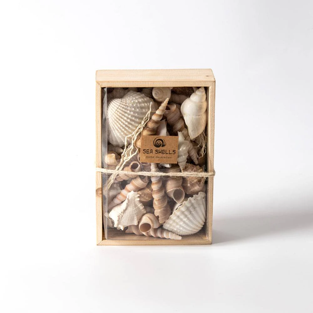 Decorative Sea Shells - Brown & White - Image 6