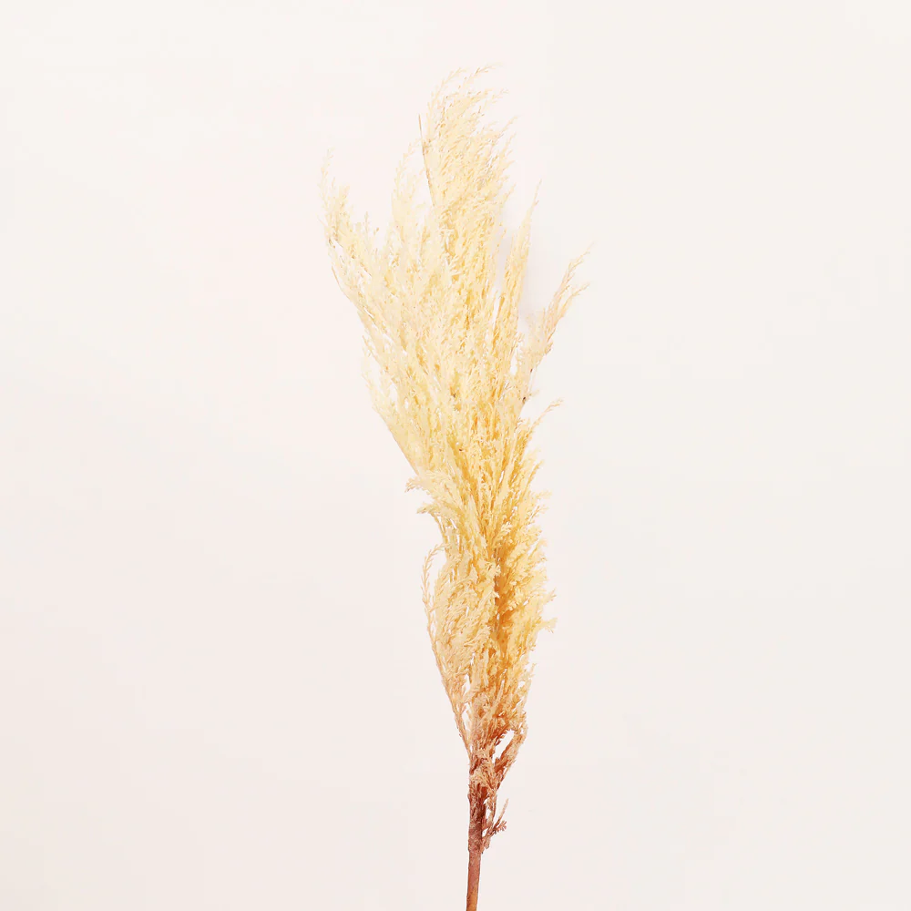 Latin Pampas Faux Stem - Cream - Image 7
