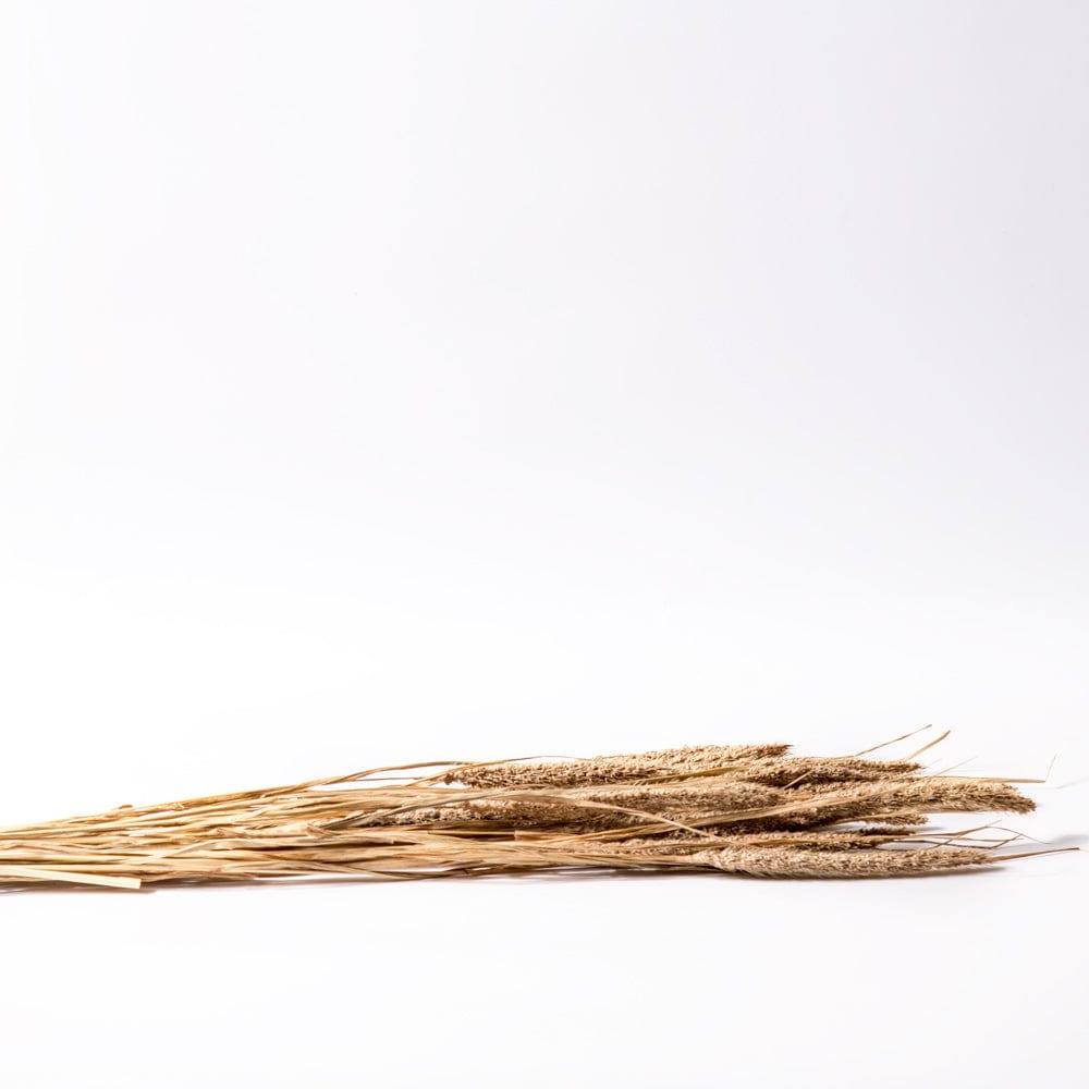 Millet Dried Bunch - Light Brown - Image 4