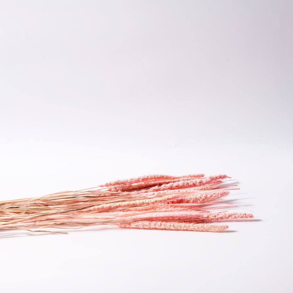 Millet Dried Bunch - Light Pink - Image 3