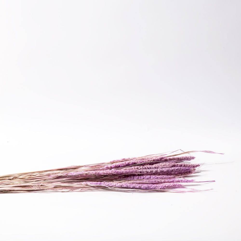 Millet Dried Bunch - Light Purple - Image 3
