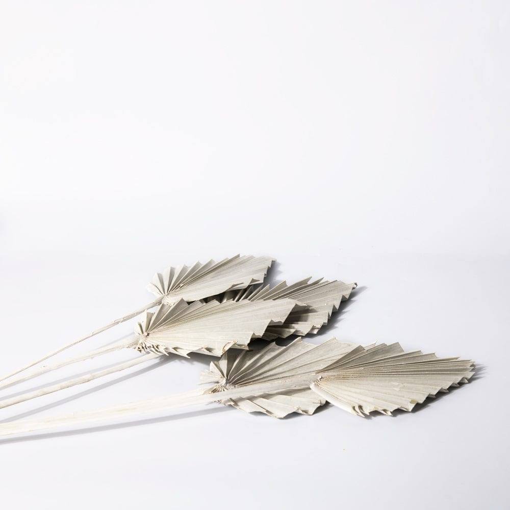 Palm Spear Bunch - White - Image 4