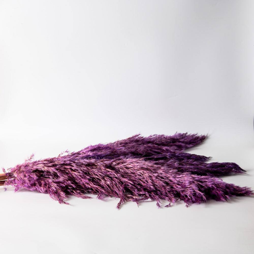 Pampas Dried Bunch - Amethyst - Image 3