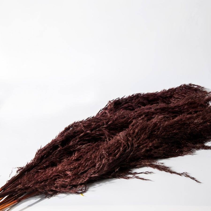 Pampas Dried Bunch - Dark Burgundy - Image 4