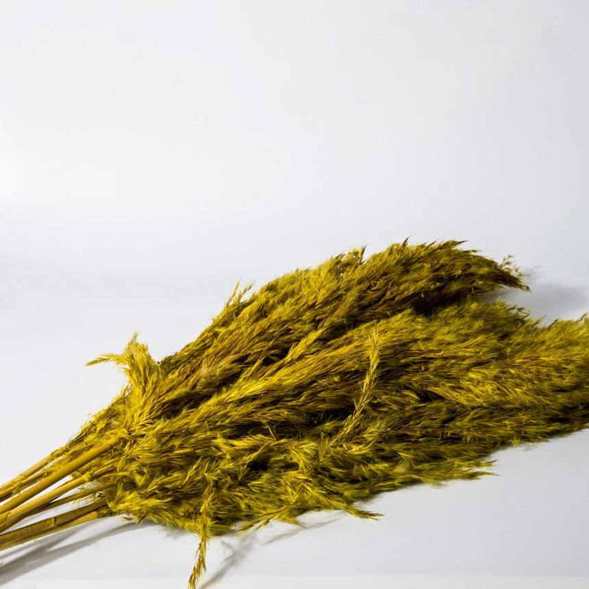 Pampas Dried Bunch - Yellow - Image 3