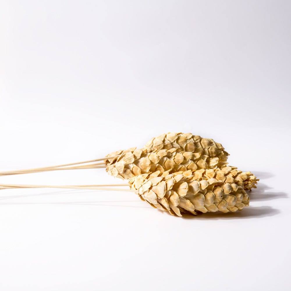 Pines Dried Stems - Ivory - Image 4
