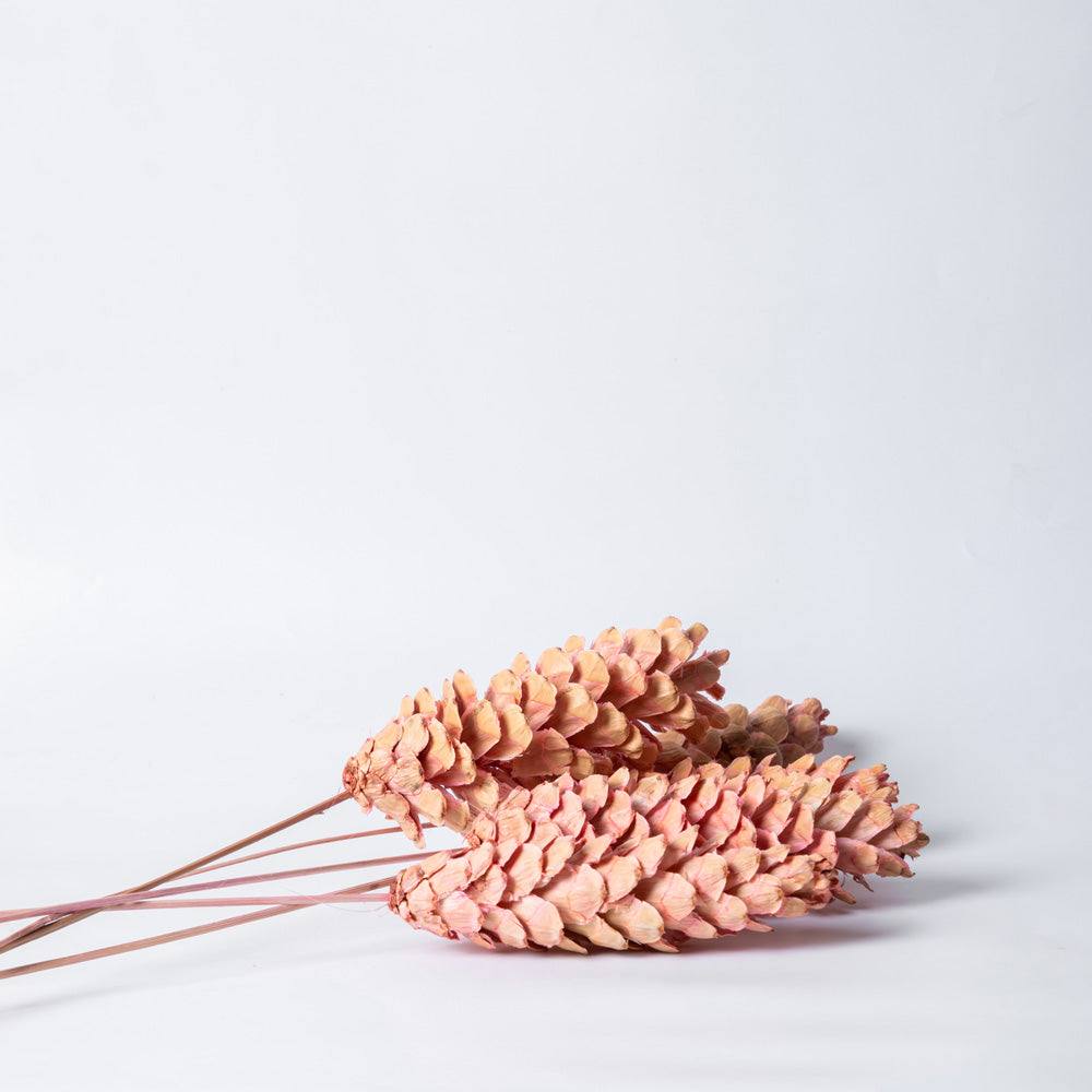 Pines Dried Stems - Pink - Image 3