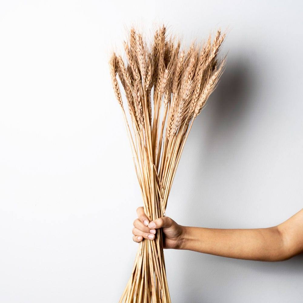 Wheat Grass Dried Bunch - Light Brown - Image 2