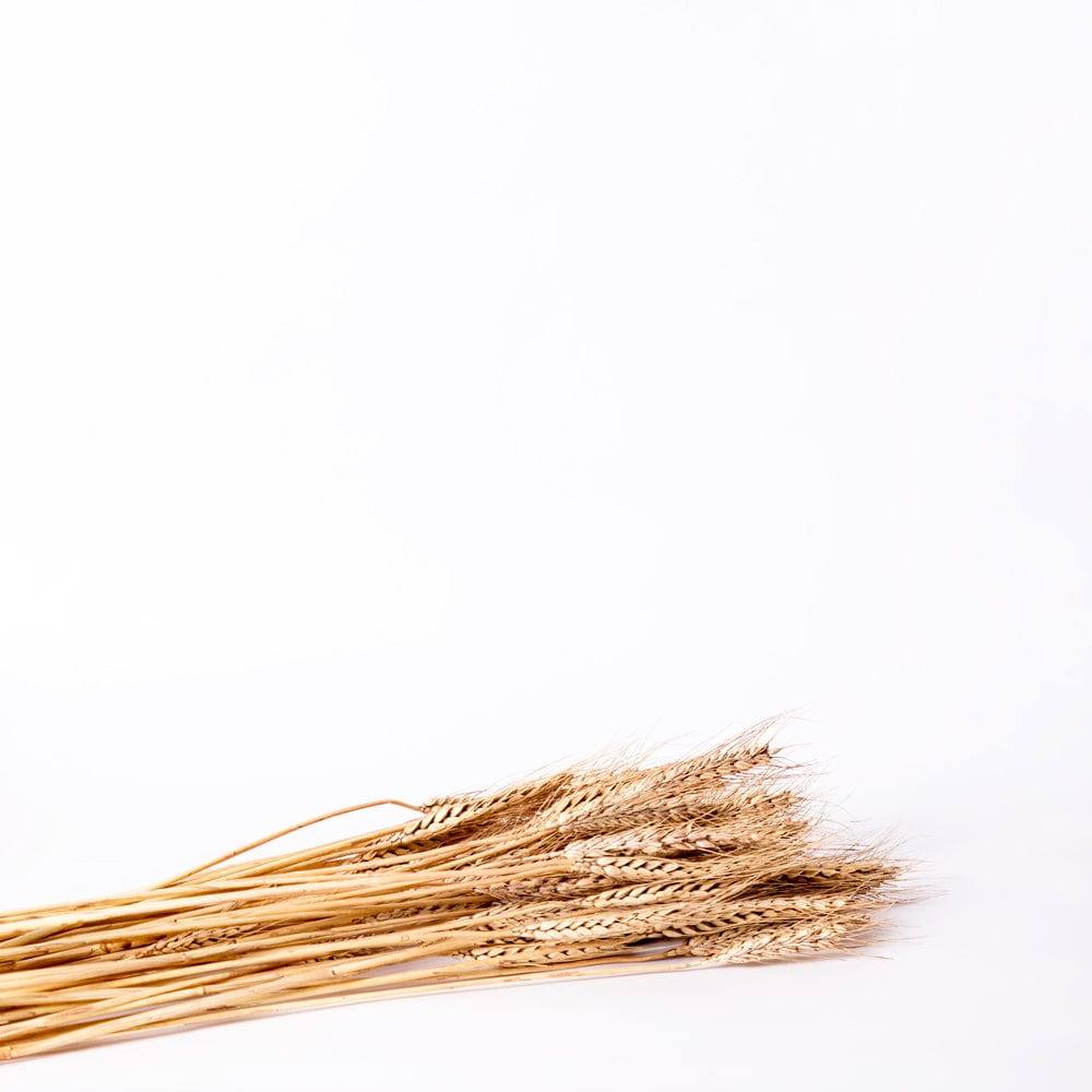 Wheat Grass Dried Bunch - Light Brown - Image 3