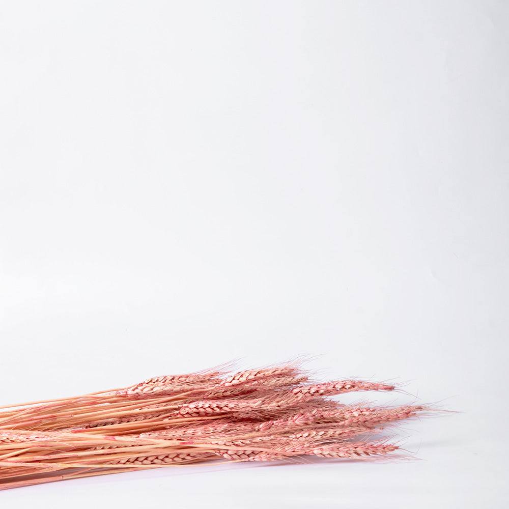 Wheat Grass Dried Bunch - Pink - Image 4